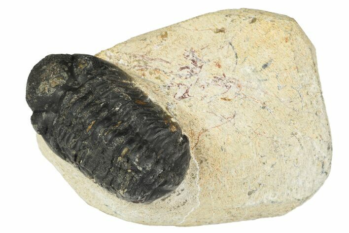 Bargain 3D Reedops Trilobite Fossils  - Photo 1